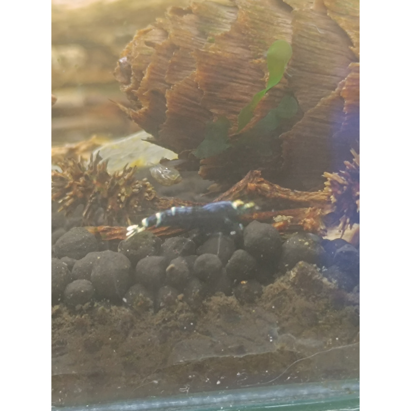 X5+1 Purple nanashi Metallic Caridina High Grade