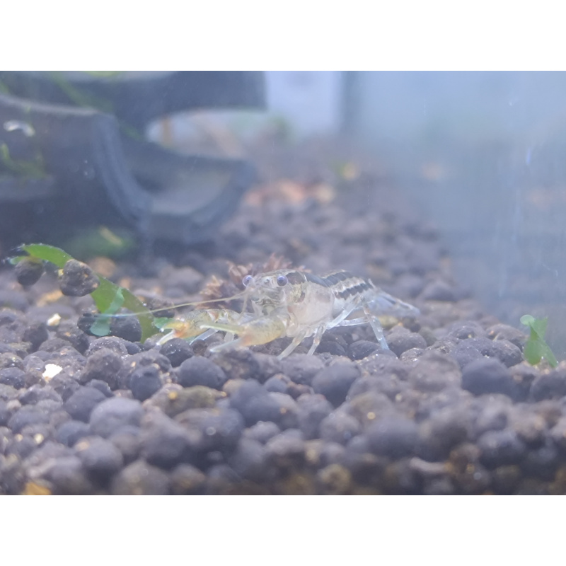 x2+1 Mexican Dwarf Crayfish Brazos CPO