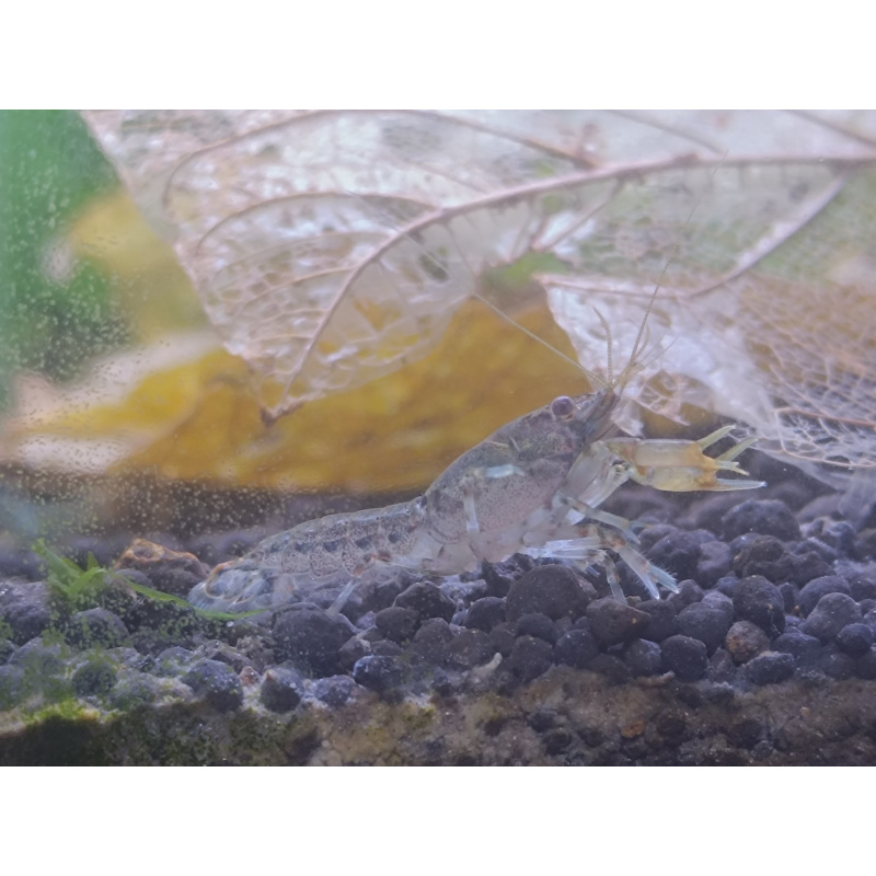 x2+1 Mexican Dwarf Crayfish Brazos CPO