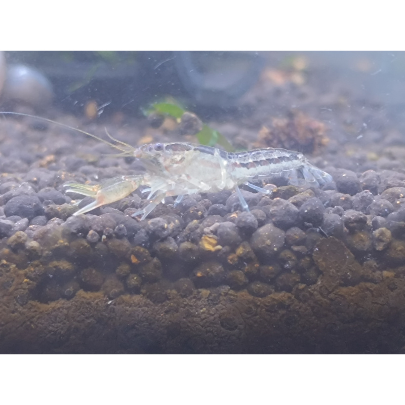 x2+1 Mexican Dwarf Crayfish Brazos CPO