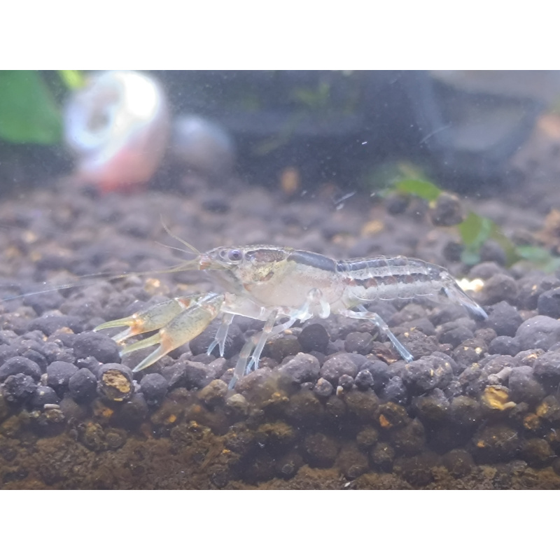 x2+1 Mexican Dwarf Crayfish Brazos CPO
