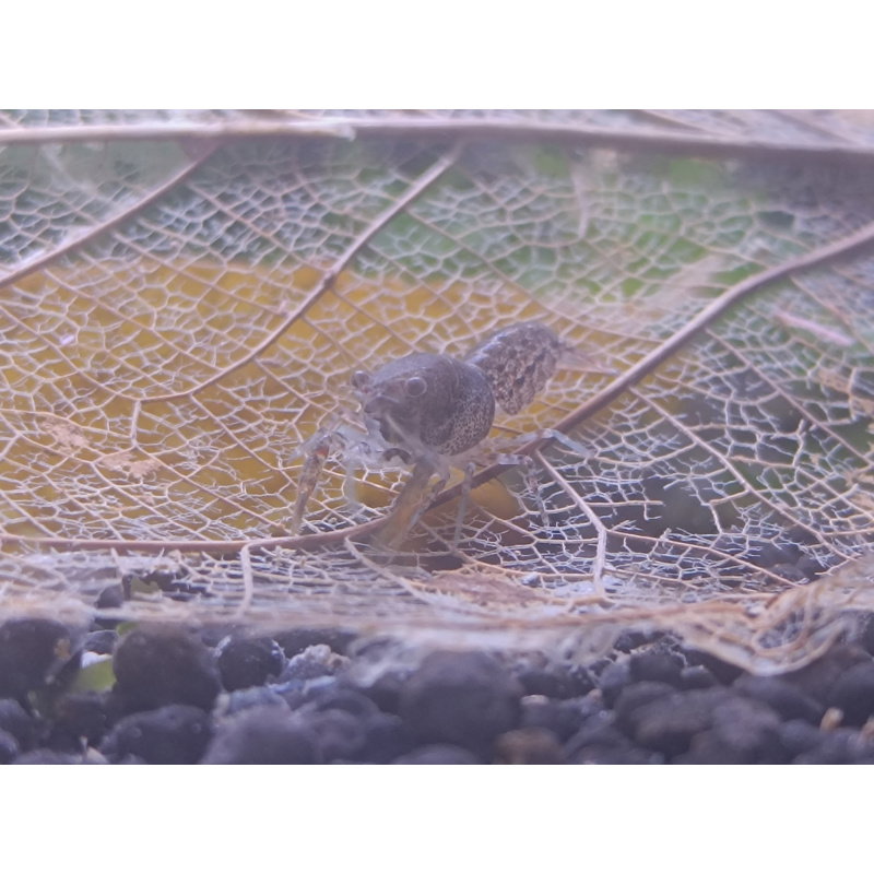 x2+1 Mexican Dwarf Crayfish Brazos CPO