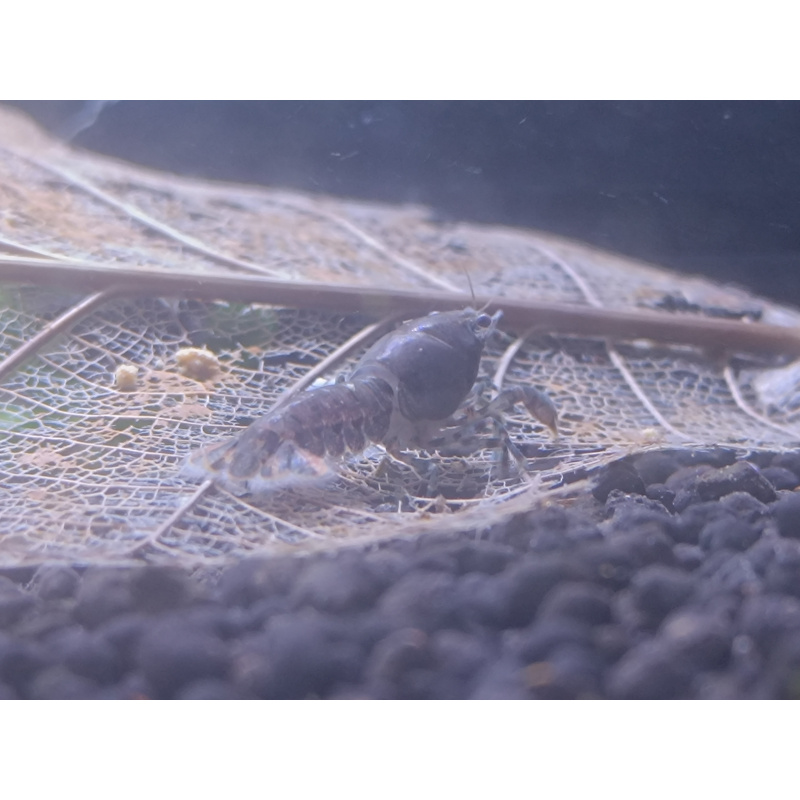 x2+1 Mexican Dwarf Crayfish Brazos CPO