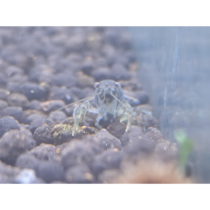 x2+1 Mexican Dwarf Crayfish Brazos CPO