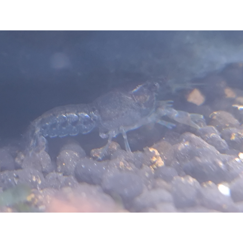 x2+1 Mexican Dwarf Crayfish Brazos CPO