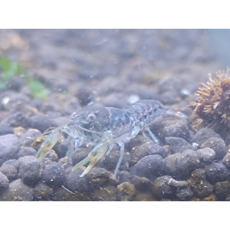 x2+1 Mexican Dwarf Crayfish Brazos CPO