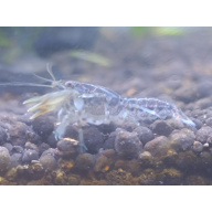 x2+1 Mexican Dwarf Crayfish Brazos CPO