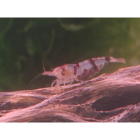 x5+1 Raccoon Tigers Neocaridina parameters