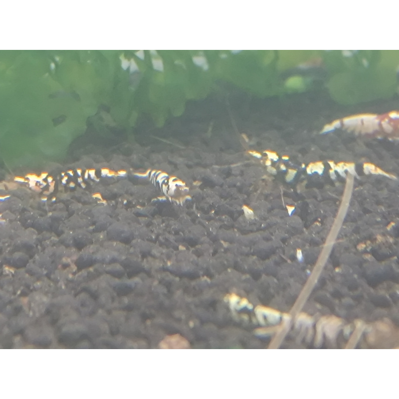 x5+1 Black Fancy Tiger