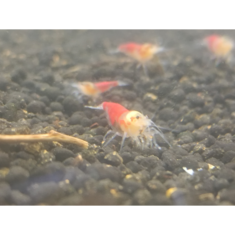 x5+1 Red Dragon/ Calceo Bee Caridina
