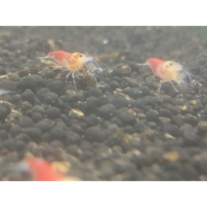 x5+1 Red Dragon/ Calceo Bee Caridina