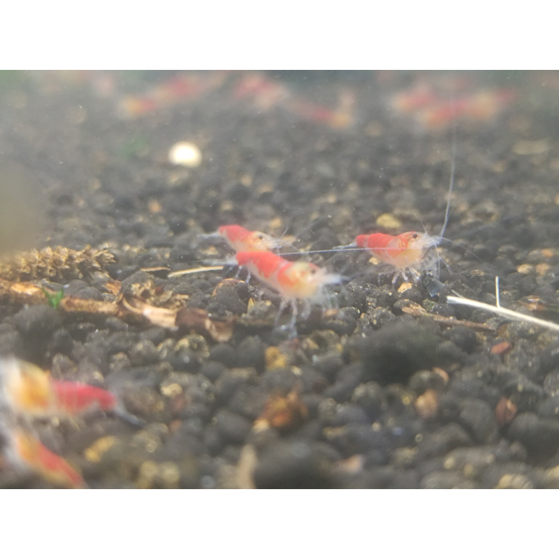 x5+1 Red Dragon/ Calceo Bee Caridina