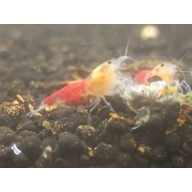 x5+1 Red Dragon/ Calceo Bee Caridina