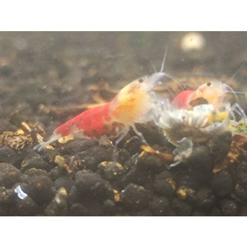x5+1 Red Dragon/ Calceo Bee Caridina