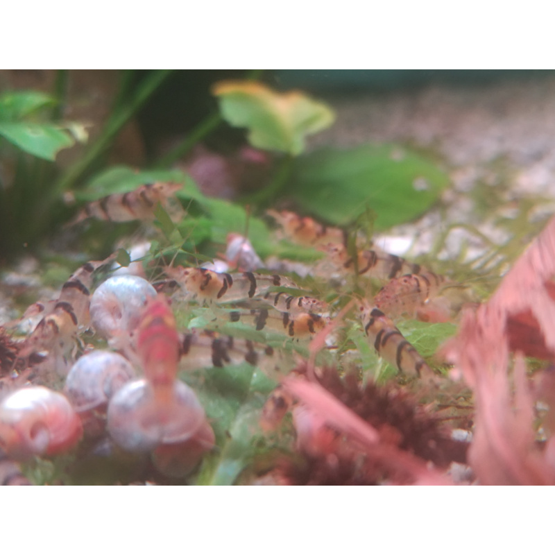 x5+1 Raccoon Tigers Neocaridina parameters