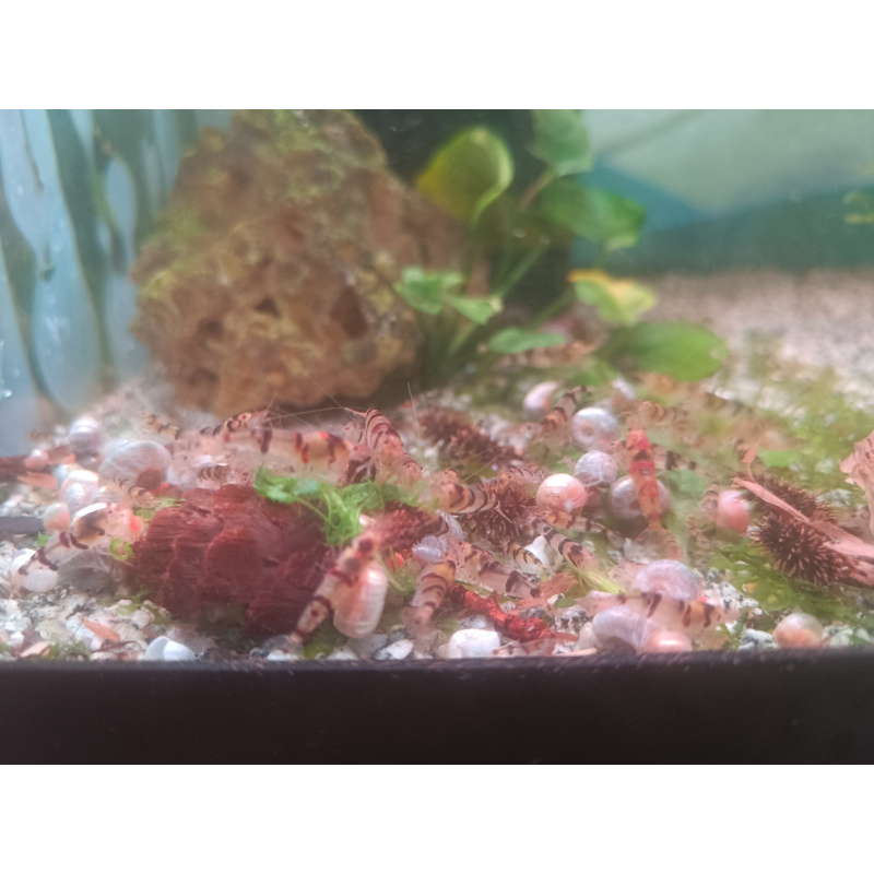 x5+1 Raccoon Tigers Neocaridina parameters