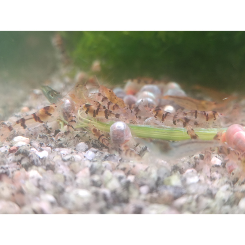 x5+1 Raccoon Tigers Neocaridina parameters