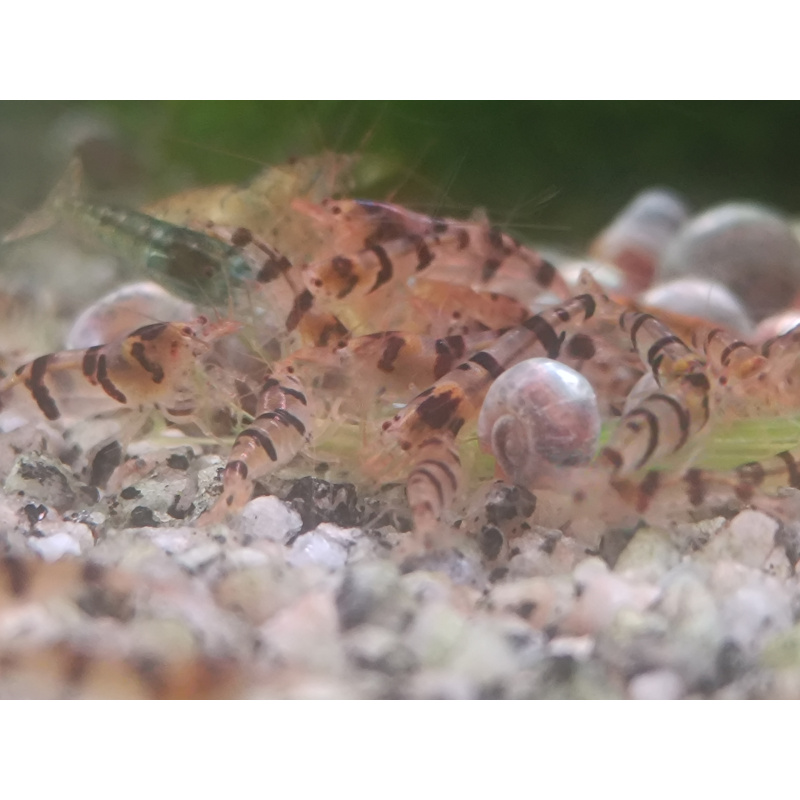 x5+1 Raccoon Tigers Neocaridina parameters