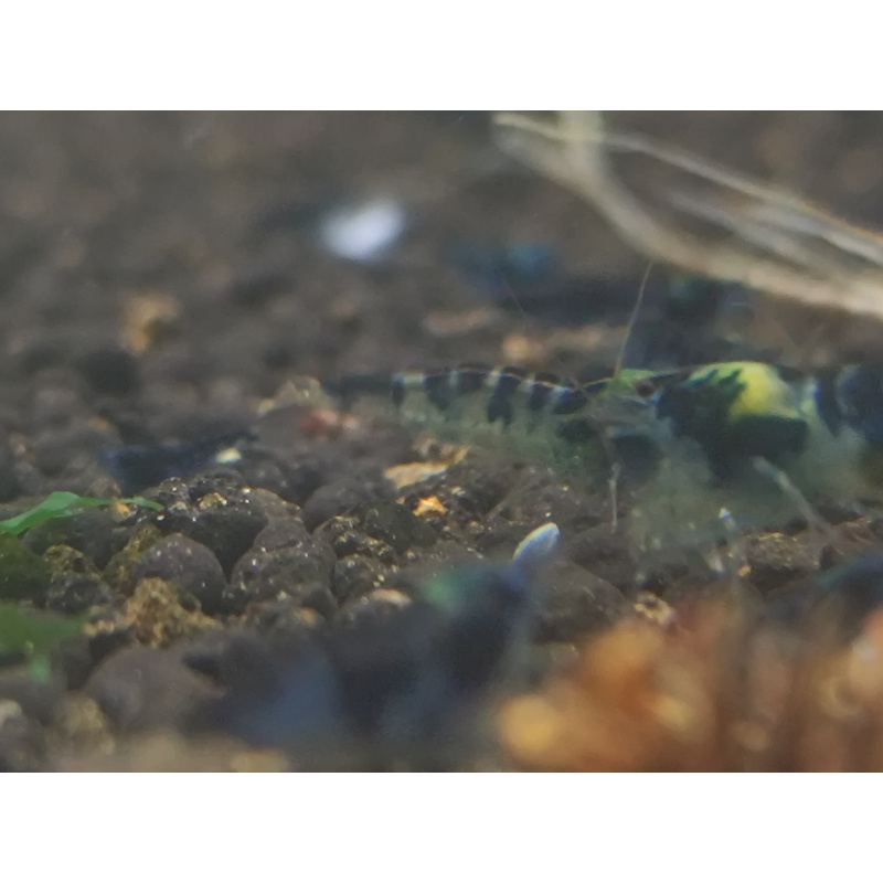 x5+1 Blue Dragon /Calceo Bee Caridina