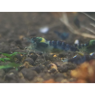 x5+1 Blue Dragon /Calceo Bee Caridina