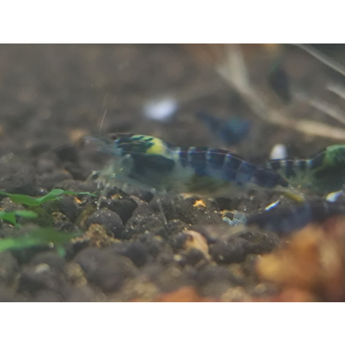 x5+1 Blue Dragon /Calceo Bee Caridina