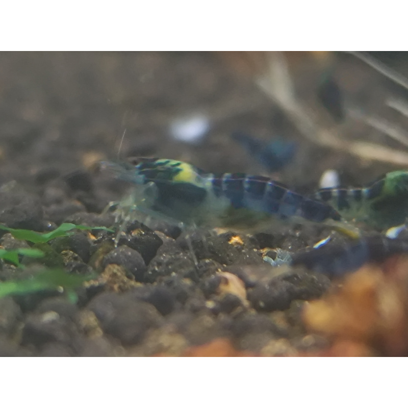 x5+1 Blue Dragon /Calceo Bee Caridina