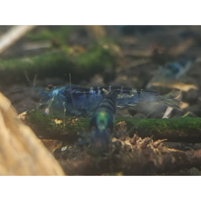 x5+1 Blue Dragon /Calceo Bee Caridina