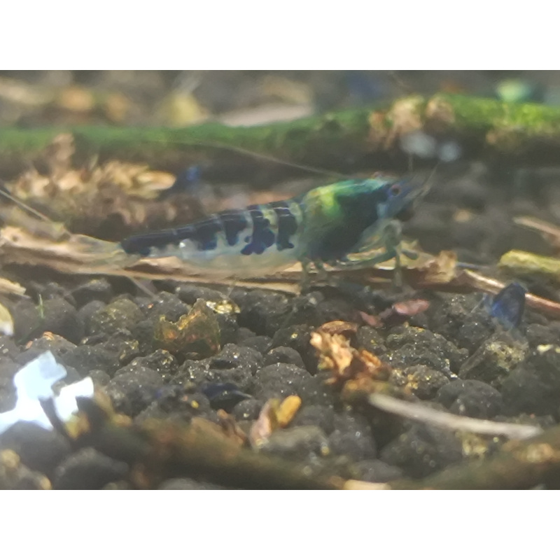 x5+1 Blue Dragon /Calceo Bee Caridina