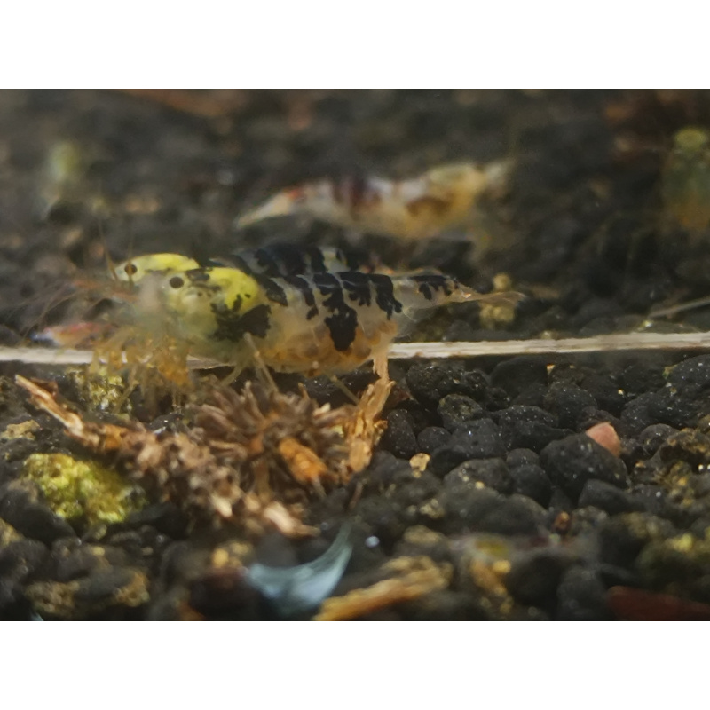 x5+1 Black Dragon/Calceo Bee Caridina