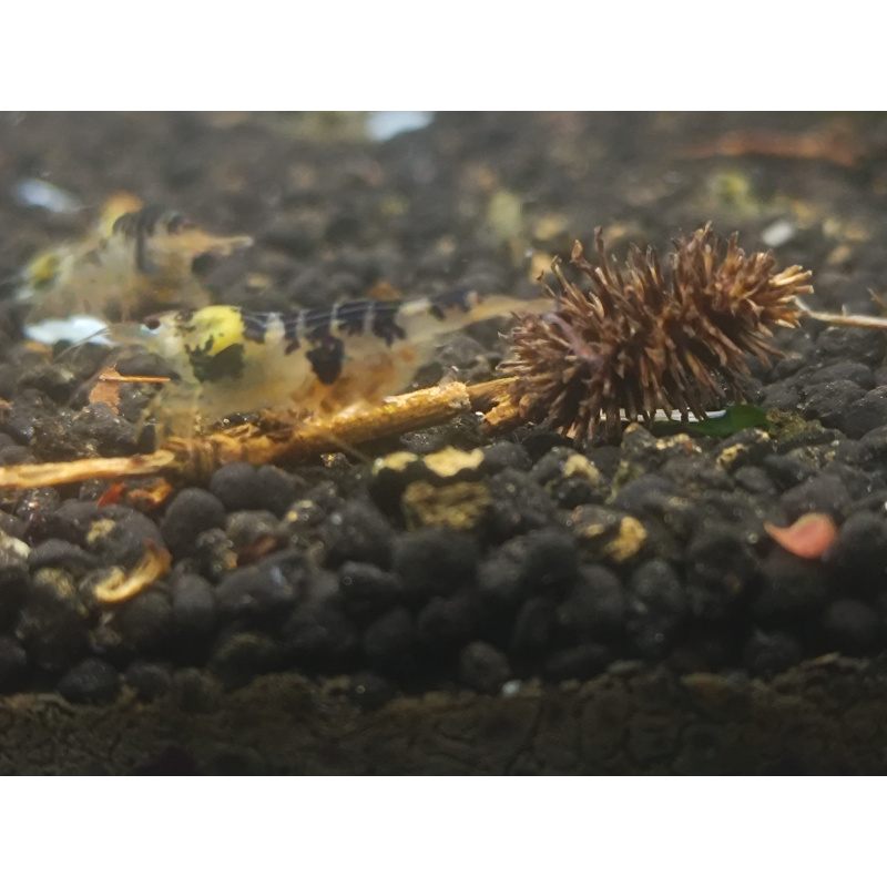 x5+1 Black Dragon/Calceo Bee Caridina