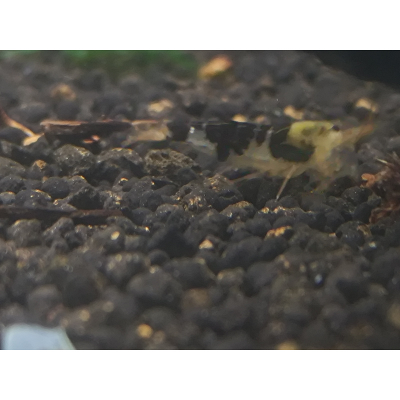 x5+1 Black Dragon/Calceo Bee Caridina