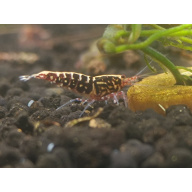 X5+1 Red Snowflake Caridina High Grade