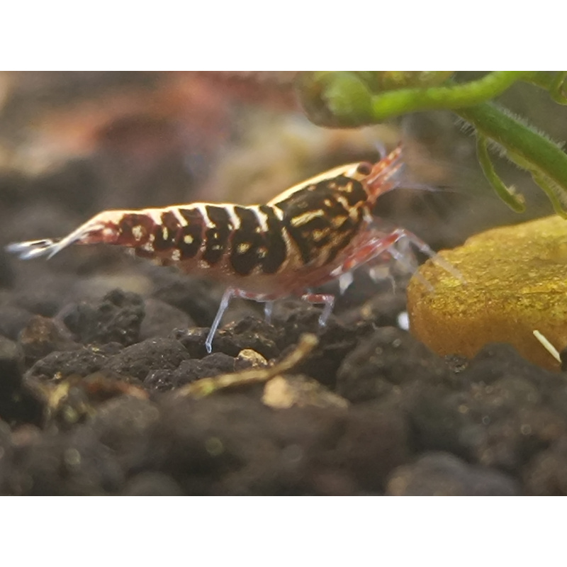 X5+1 Red Snowflake Caridina High Grade