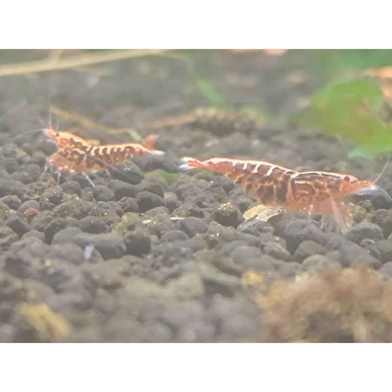 X5+1 Red Snowflake Caridina High Grade