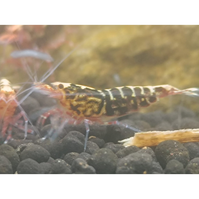 X5+1 Red Snowflake Caridina High Grade