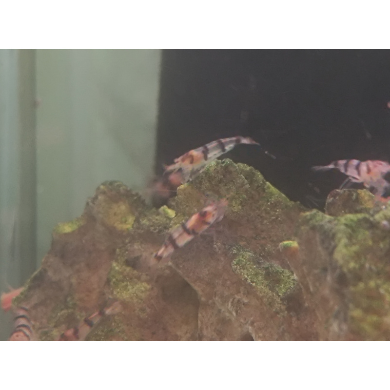 x5+1 Raccoon Tigers Neocaridina parameters