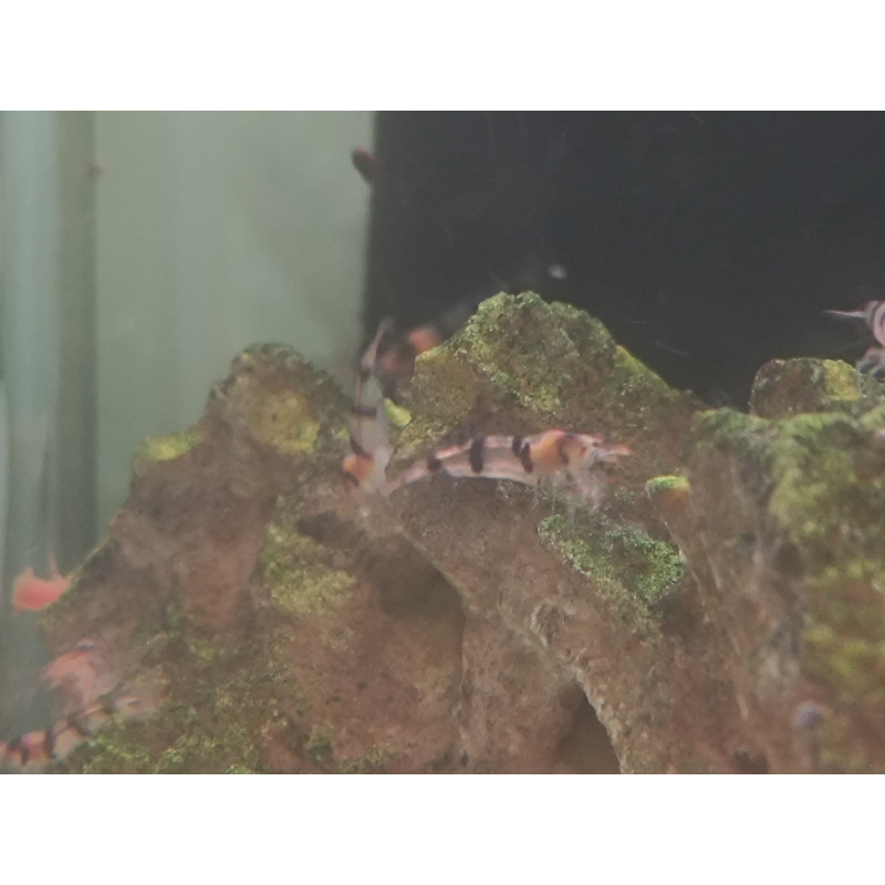 x5+1 Raccoon Tigers Neocaridina parameters