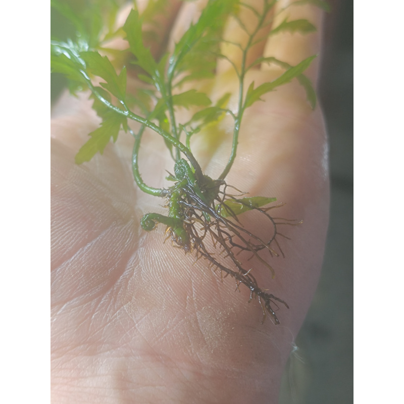 2x Bolbitis heudelotii, or African water fern