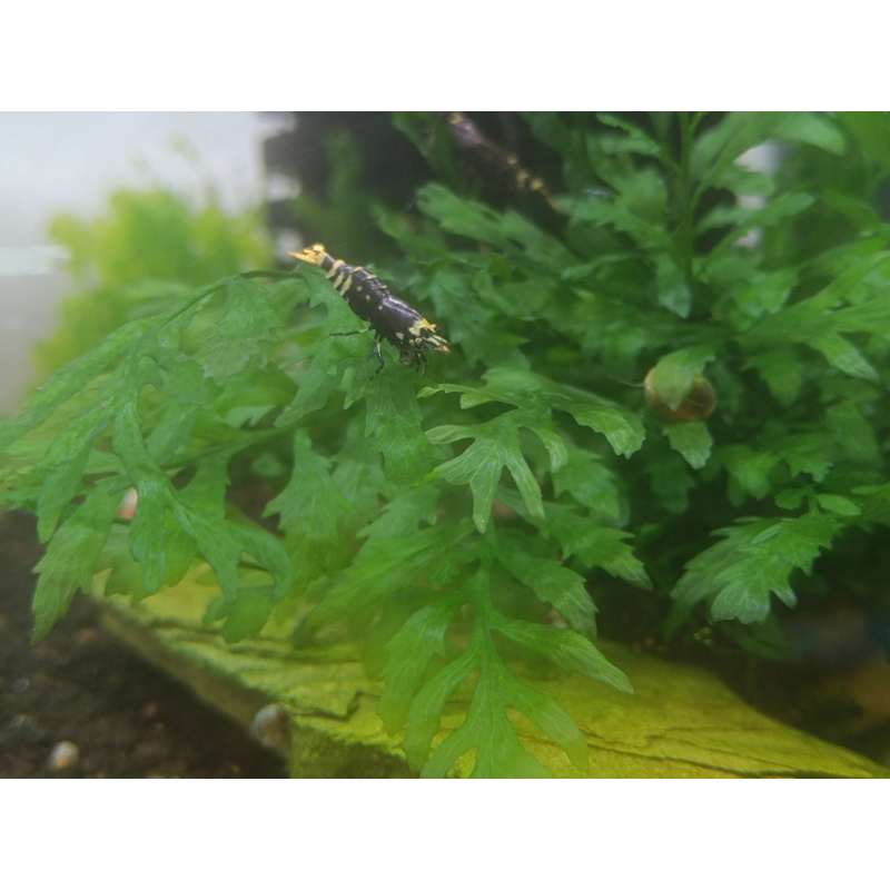 2x Bolbitis heudelotii, or African water fern