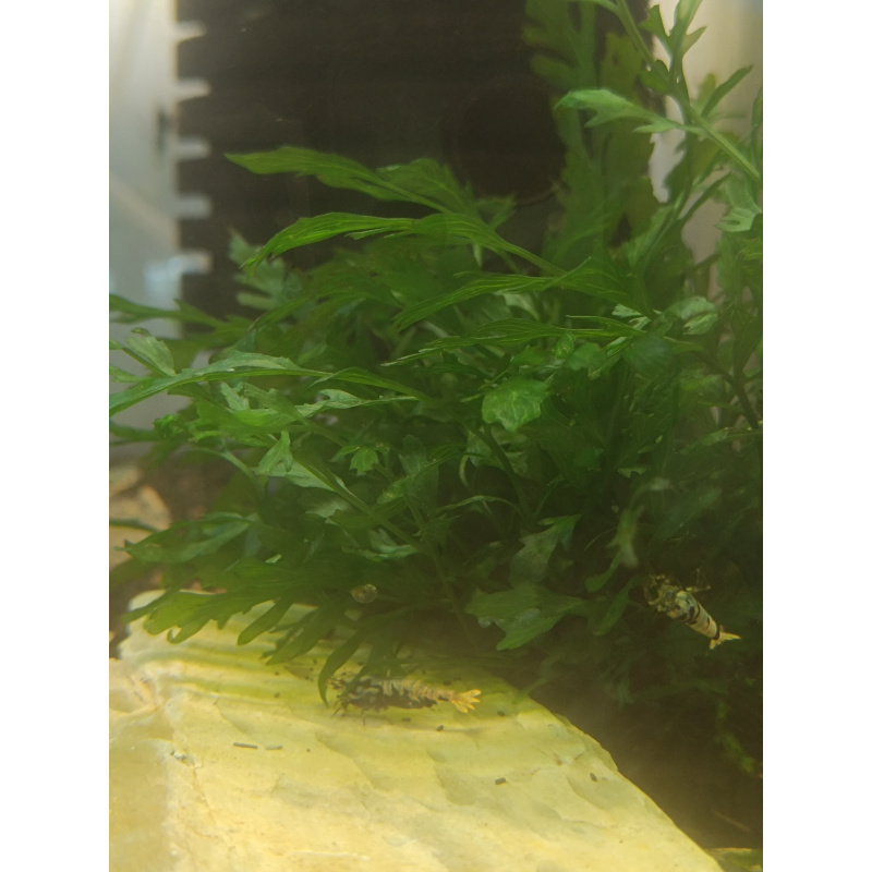 2x Bolbitis heudelotii, or African water fern