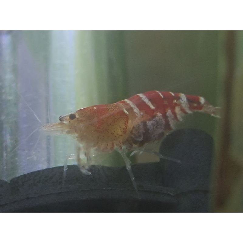 x10+1 Caridina Culls Mix Sidekicks