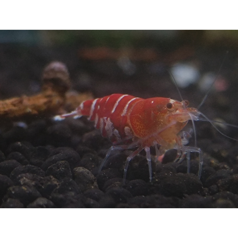 x10+1 Caridina Culls Mix Sidekicks