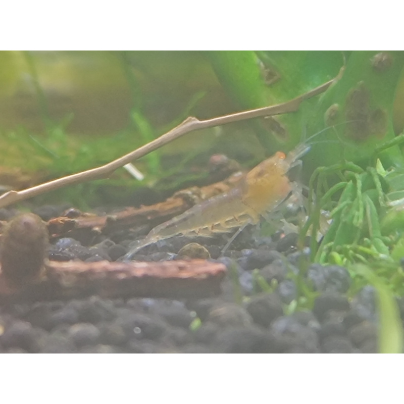 x10+1 Caridina Culls Mix Sidekicks
