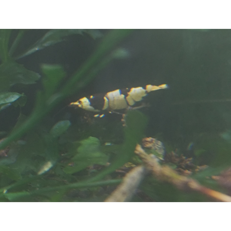 x10+1 Caridina Culls Mix Sidekicks