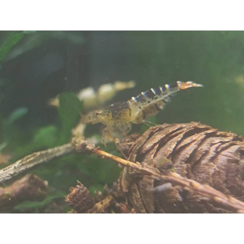 x10+1 Caridina Culls Mix Sidekicks