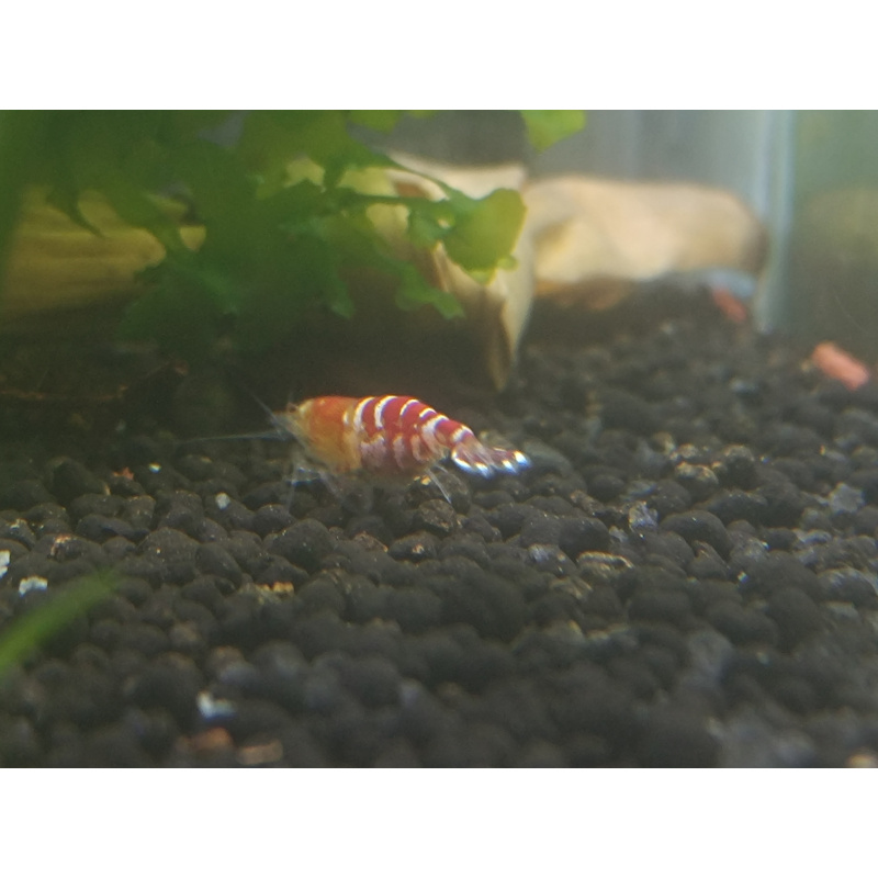 x10+1 Caridina Culls Mix Sidekicks