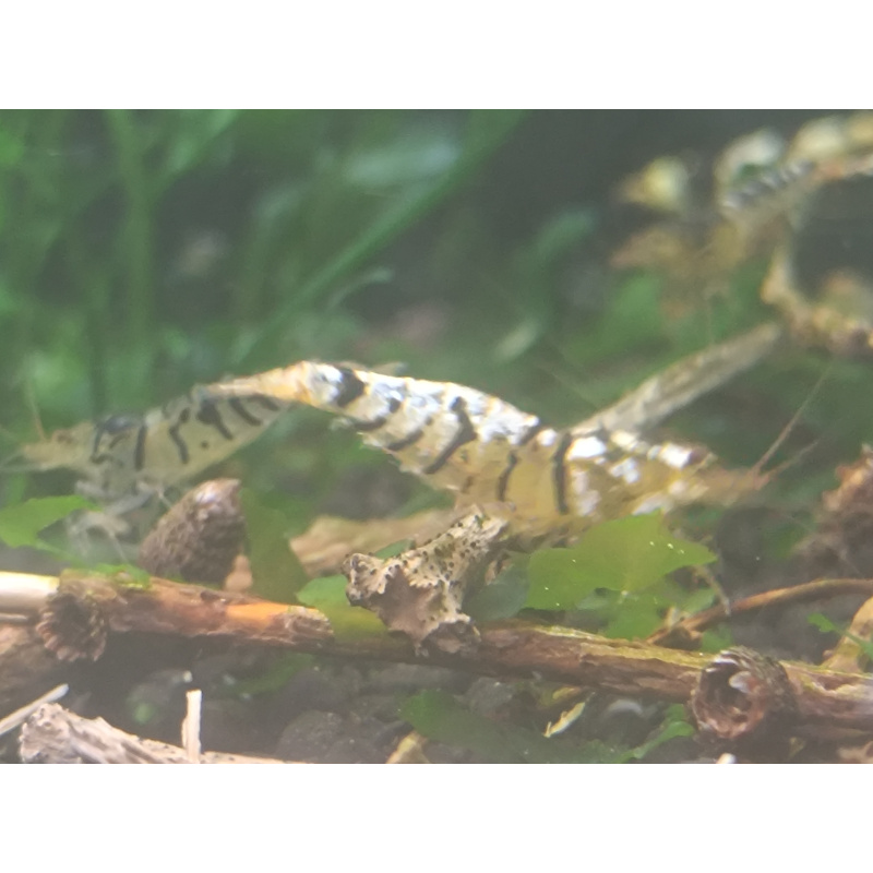 x10+1 Caridina Culls Mix Sidekicks