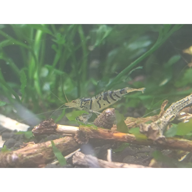 x10+1 Caridina Culls Mix Sidekicks