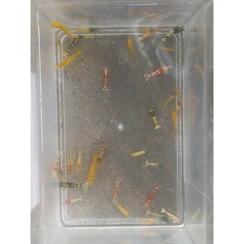 x10+1 Caridina Culls Mix Sidekicks