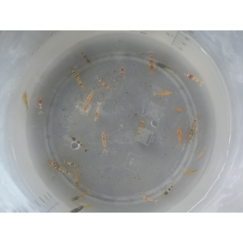 x10+1 Caridina Culls Mix Sidekicks